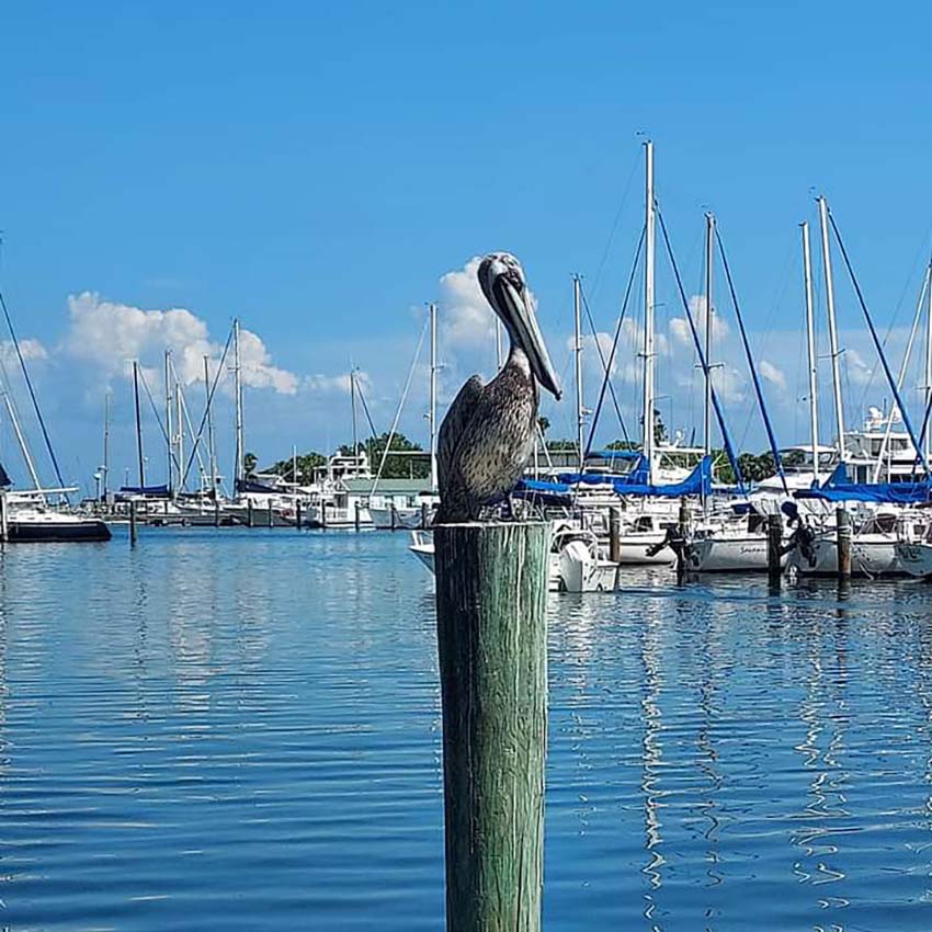 Photo of pelican on a pylon